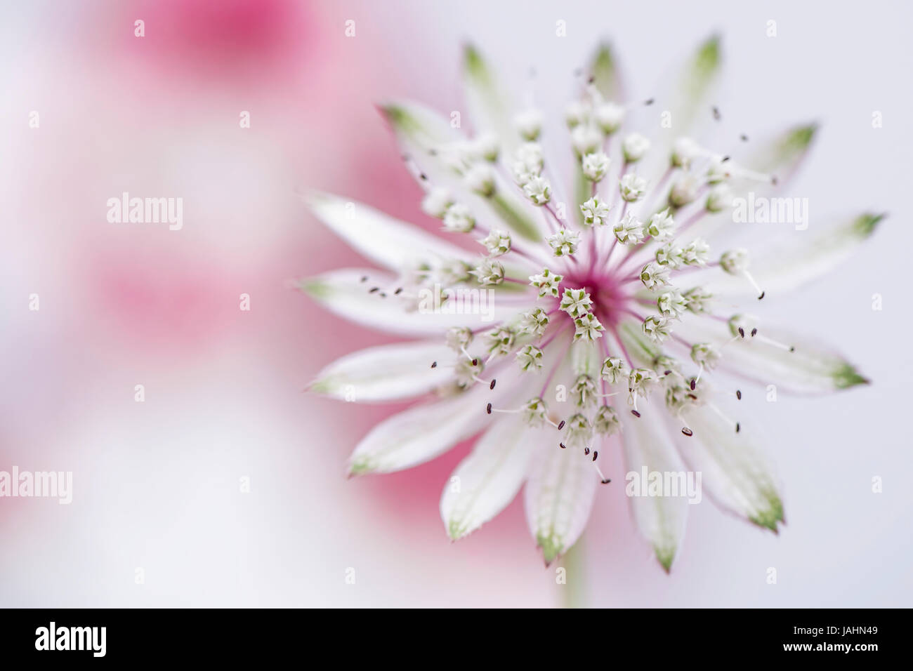 Nahaufnahme Bild der schönen Sommer blühenden Astrantia große Blume auch bekannt als Meisterwurz. Stockfoto