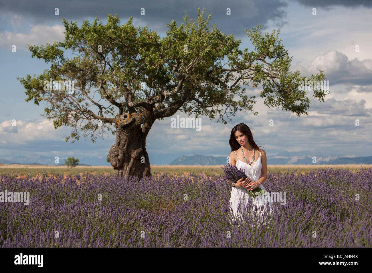 Junge Frau in einem Lavendelfeld in der Provence, Südfrankreich. Stockfoto