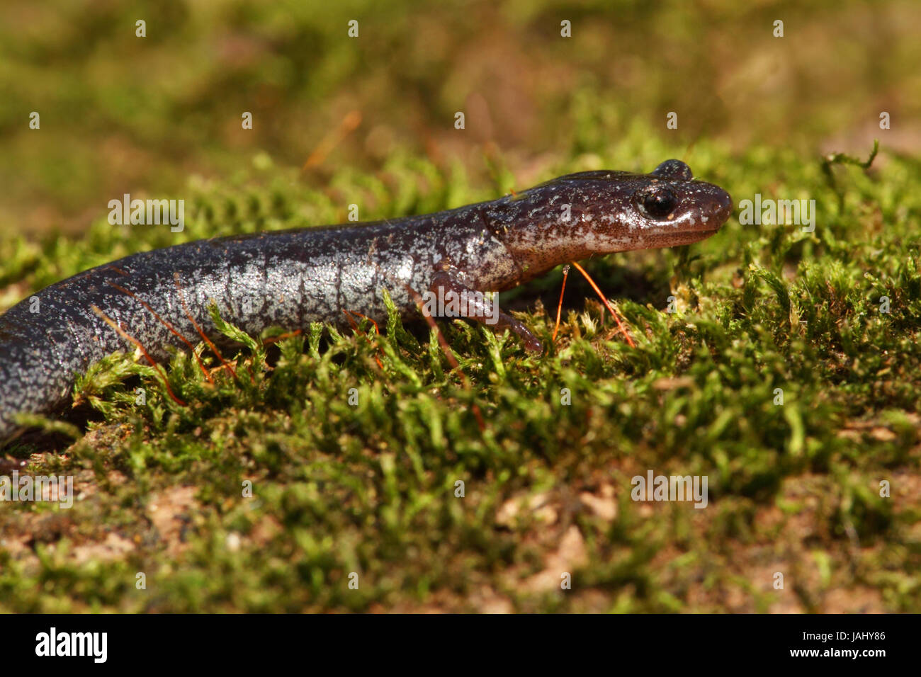 Blei-backed Form von Red-backed Salamander (Plethodon Cinereus) Stockfoto