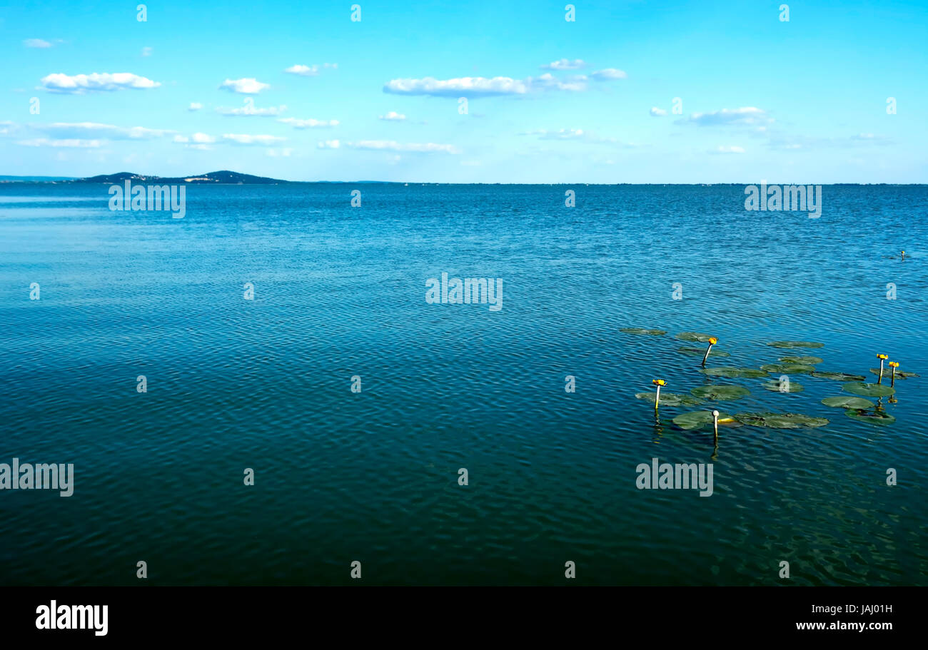 Teichrosen Variegata ((Teichrosen Lutea), Blätter herzförmig auf dem Plattensee, Ungarn (Tiefenschärfe) Stockfoto