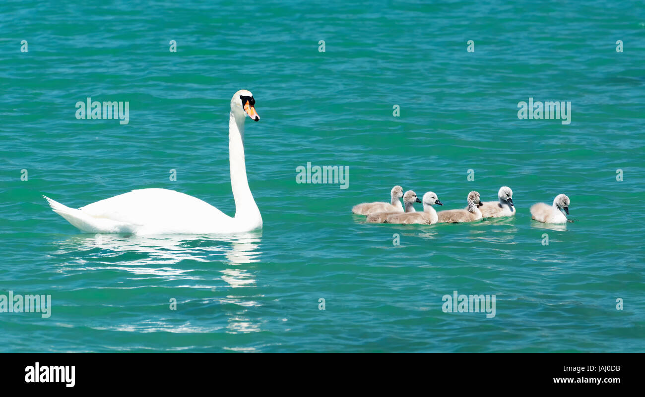 Schwan Familie am Plattensee, Ungarn Stockfoto