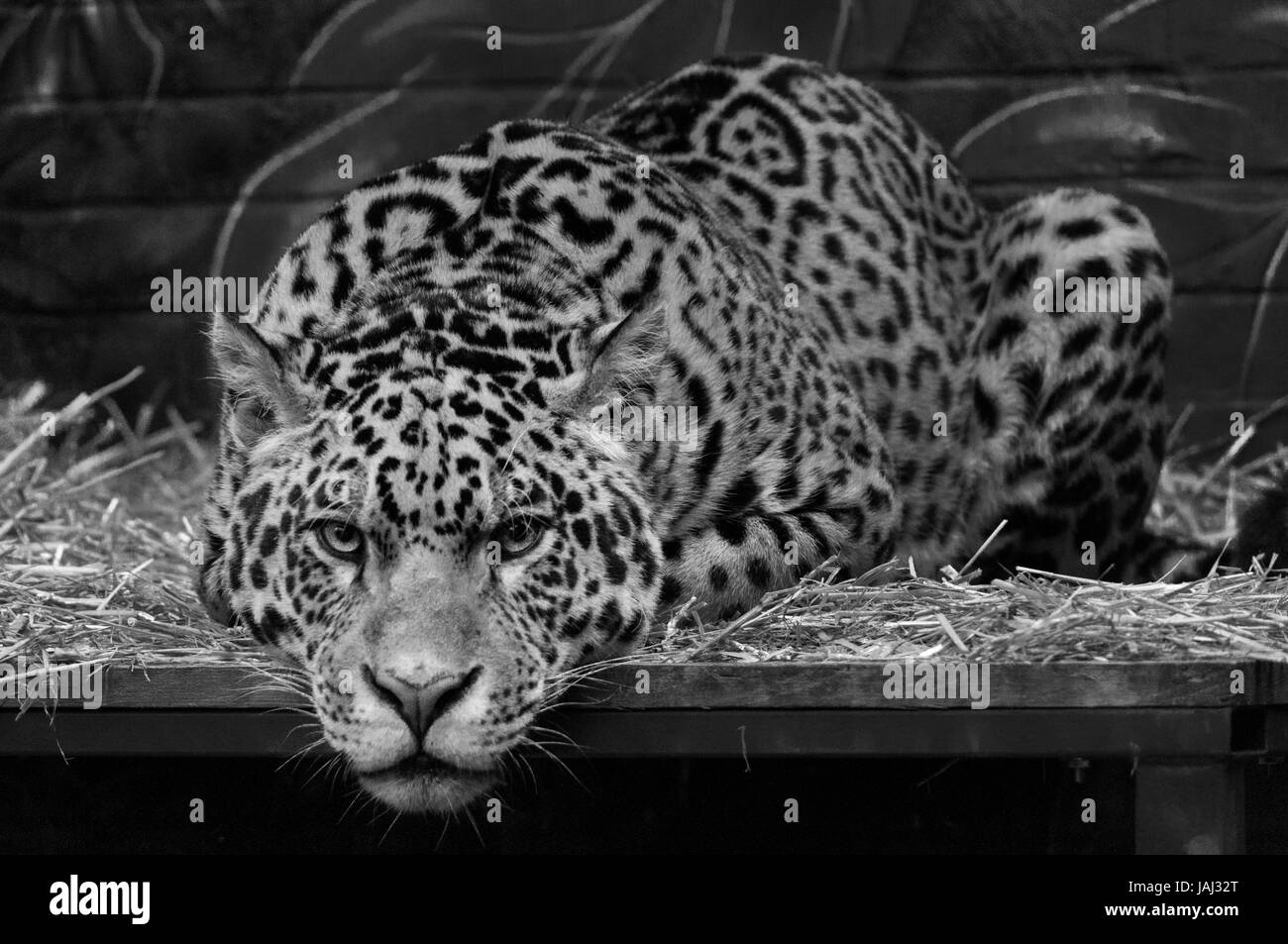 Leopard fertig zu stürzen Stockfoto