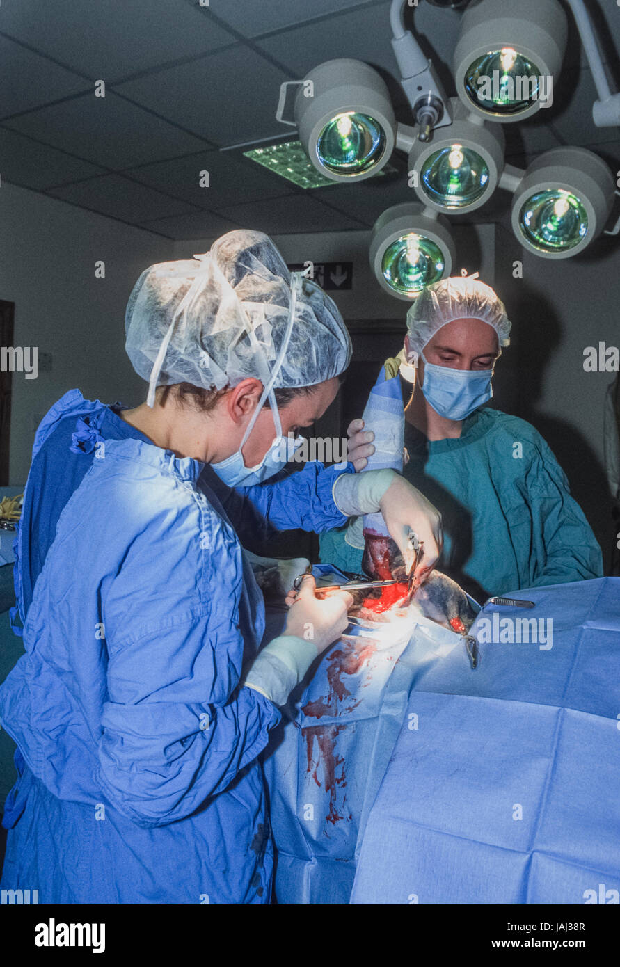 Weiblicher Tierarzt Betrieb Stockfotos und bilder Kaufen Alamy