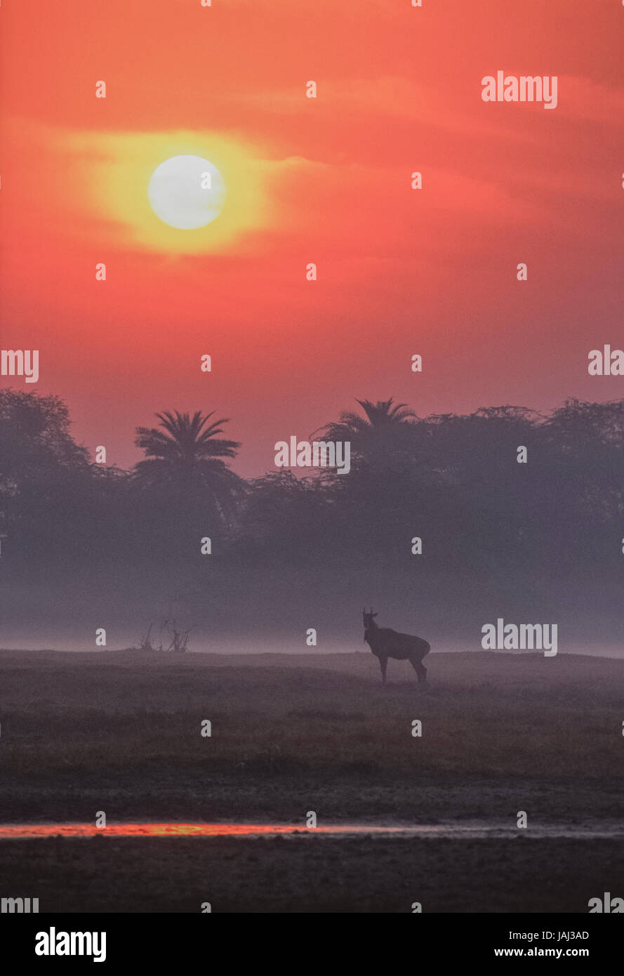 Jackale oder Blue Bull, Boselaphus Tragocamelus Keoladeo, silhouettiert im Nebel bei Sonnenaufgang, Keoladeo Ghana Nationalpark, Bharatpur, Rajasthan, Indien Stockfoto