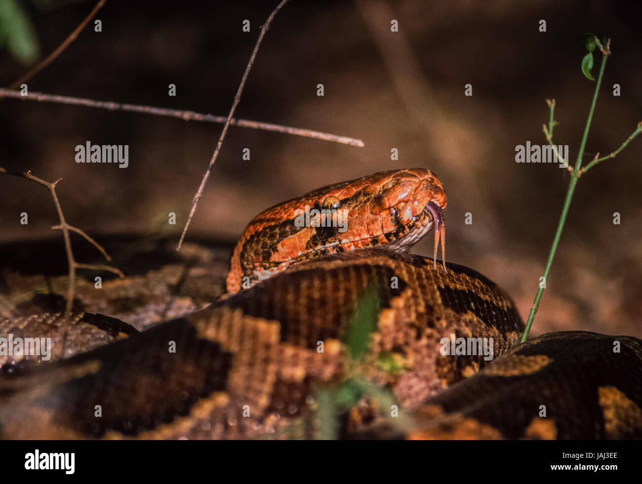 Indischer Rock Python, Python aus, Keoladeo Ghana Nationalpark, Bharatpur, Rajasthan, Indien Stockfoto