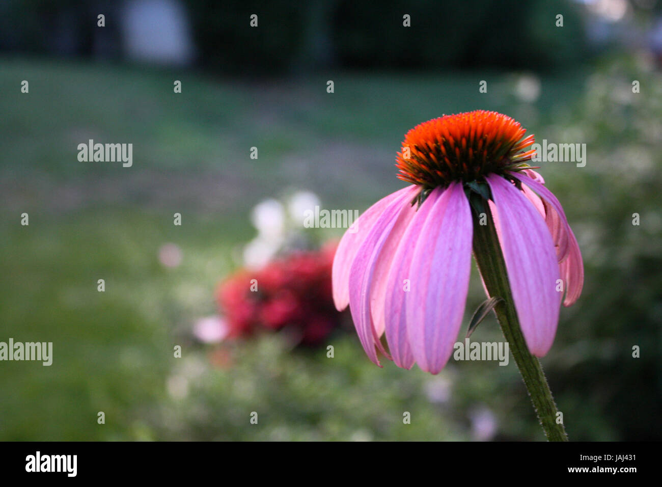 Am frühen Abend Sonne untergeht Stockfoto