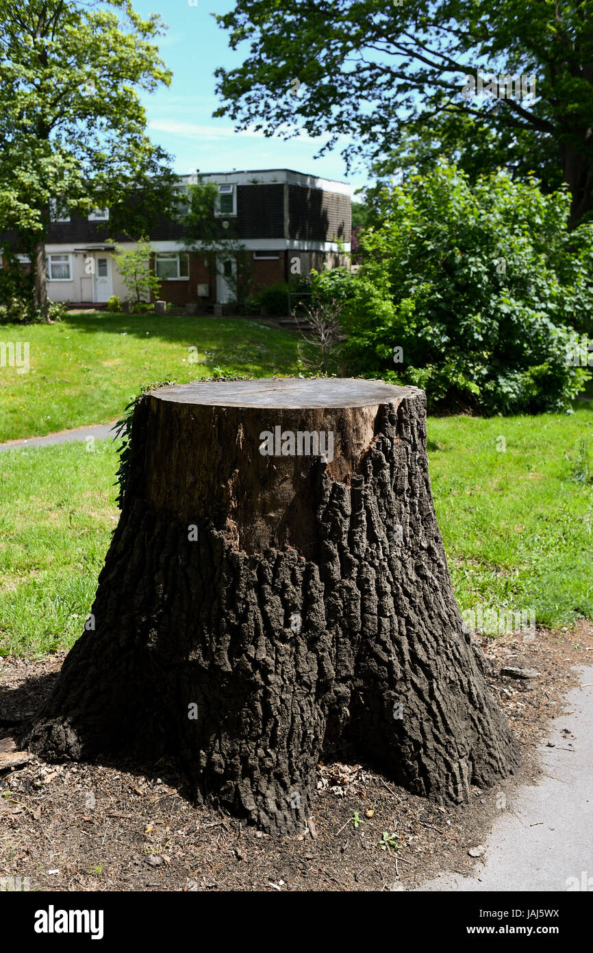 Ein stumpf von einem Schnitt nach unten Baum Stockfoto