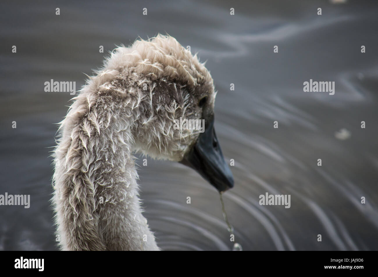 Tropft aus seinem schnabel Fotos und Bildmaterial in hoher Auflösung Alamy