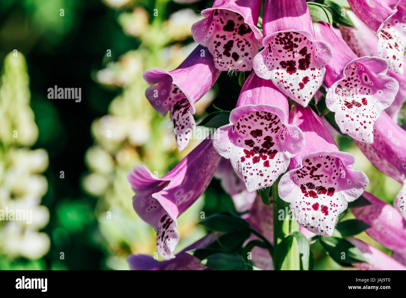 Rosa Digitalis Fingerhut Pflanze blüht im Garten Stockfoto