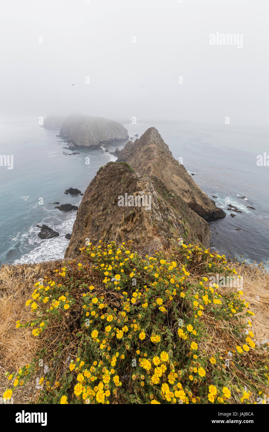 Anacapa Island Nebel und Blumen im Channel Islands National Park in Süd-Kalifornien. Stockfoto