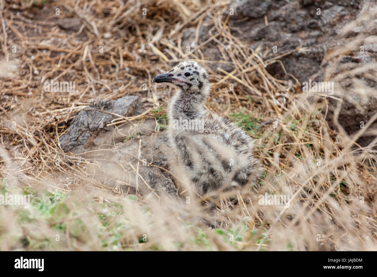 Möwe Küken auf Anacapa Island in Channel Islands Nationalpark, Kalifornien. Stockfoto