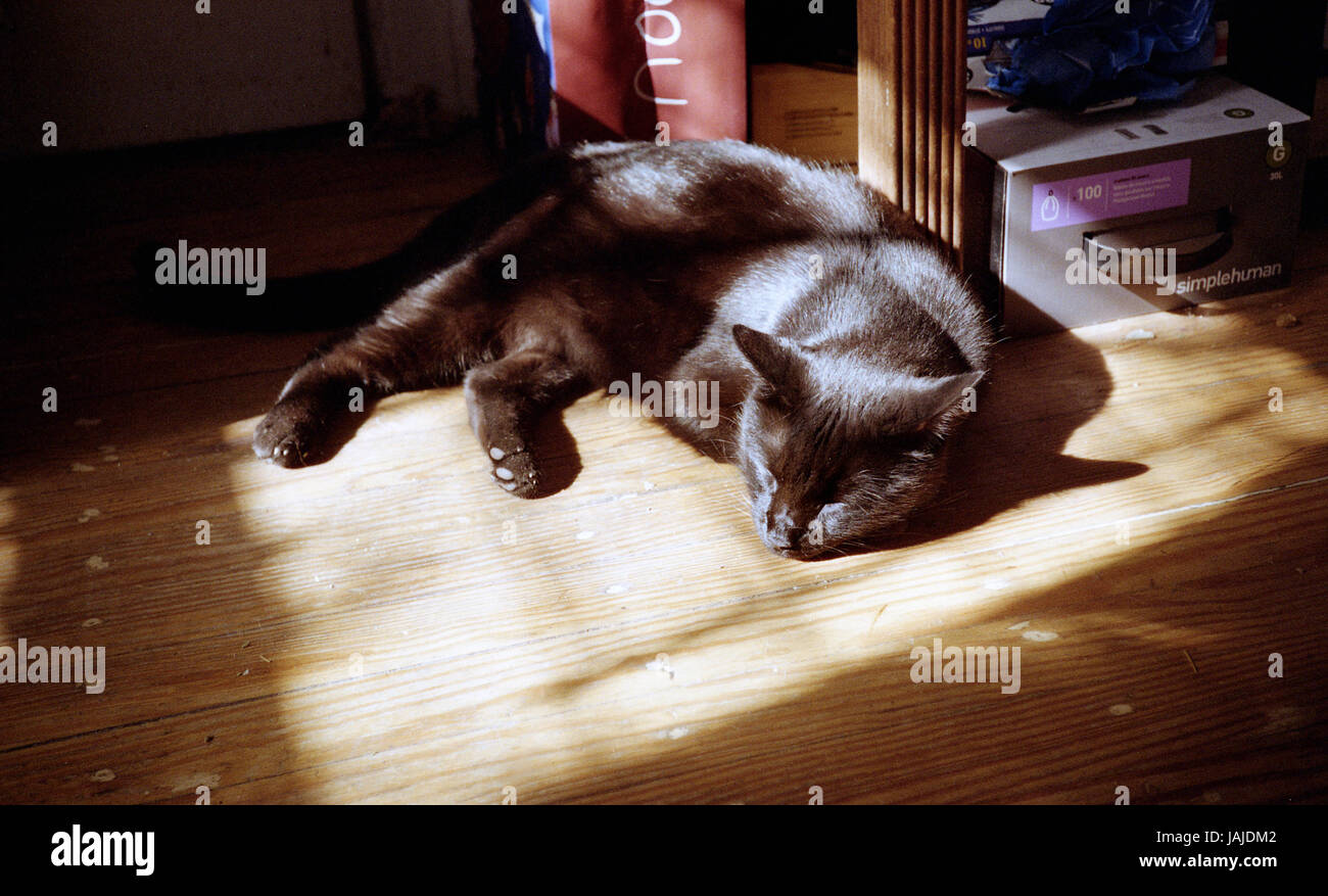 Schwarze Katze schlafen Stockfoto