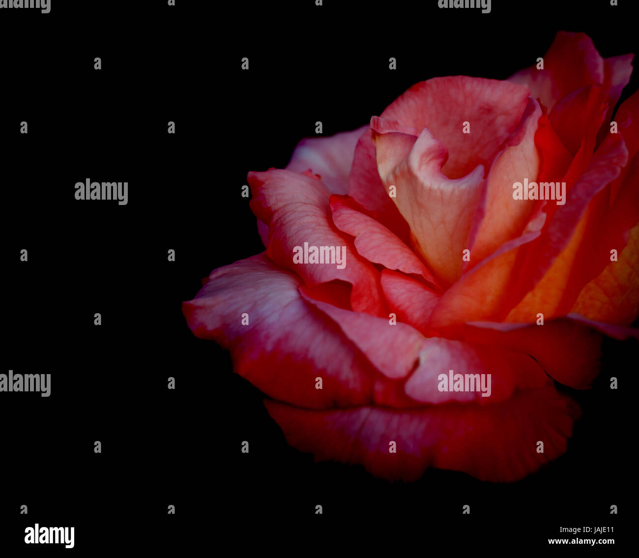 Rote rose Blume auf schwarzem Hintergrund für Liebe, Kondolenzschreiben oder Feier Stockfoto