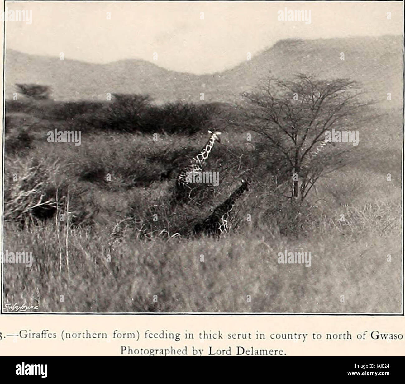 "Große und kleine Spiel von Afrika: ein Konto der Verteilung..." (1899) Stockfoto