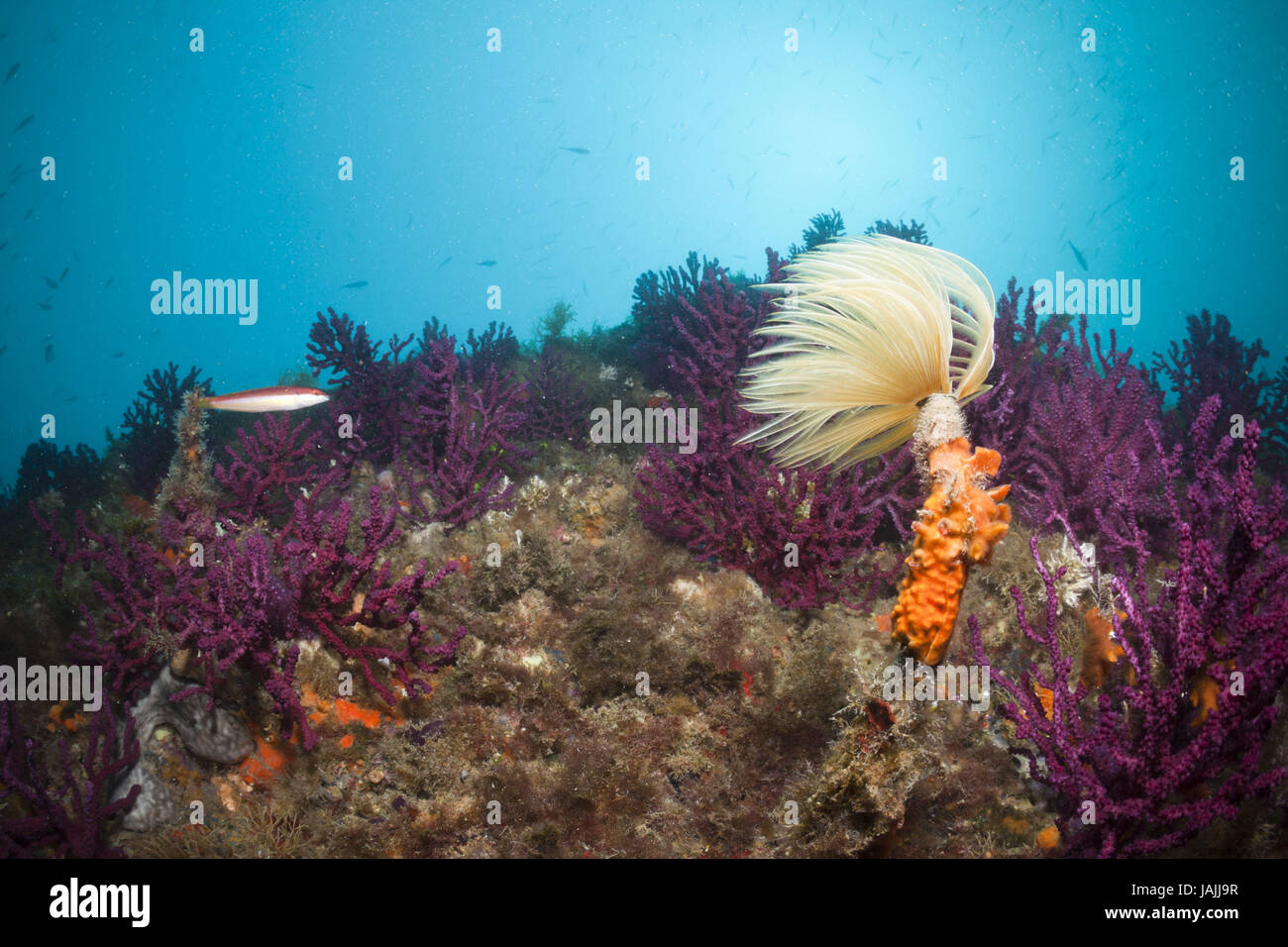 Schraubensabelle im Korallenriff, Spirographis Spallanzani, Cap de Creus, Costa Brava, Spanien Stockfoto