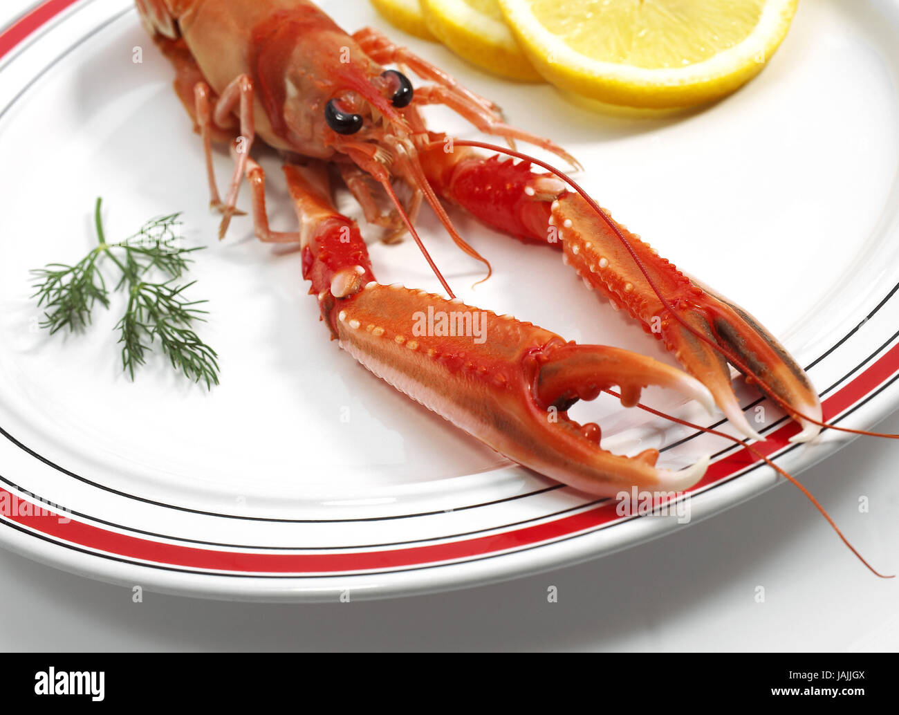 Imperial Granat, Kaisergranat-Norvegicus, auch kaiserliche Hummer, norwegischer Hummer oder schlanke Hummer, Platte, Stockfoto