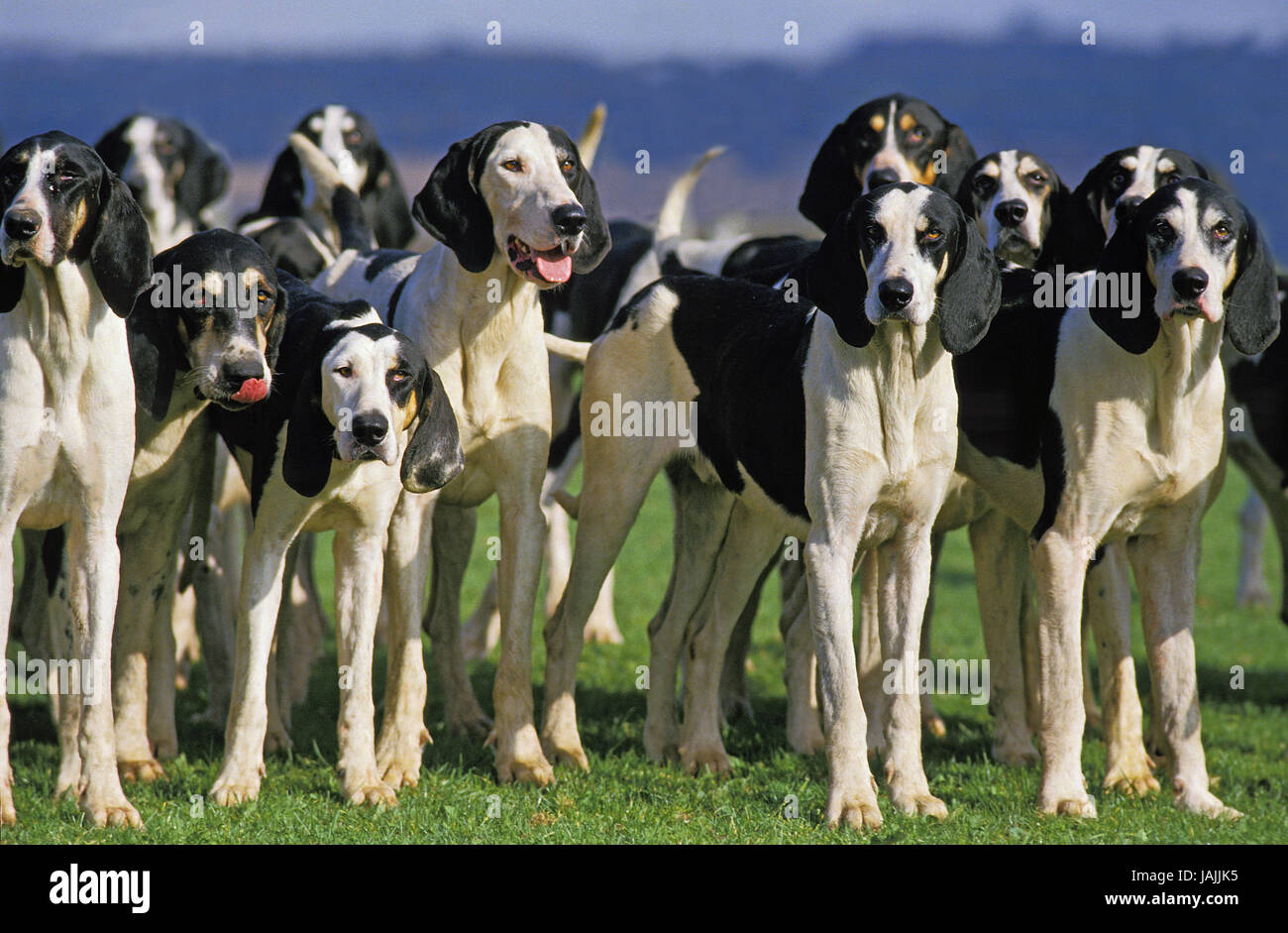 Der große anglo-französischen schwarz-weißen Duft Hund, ausgewachsene Tiere, Pack, Stockfoto