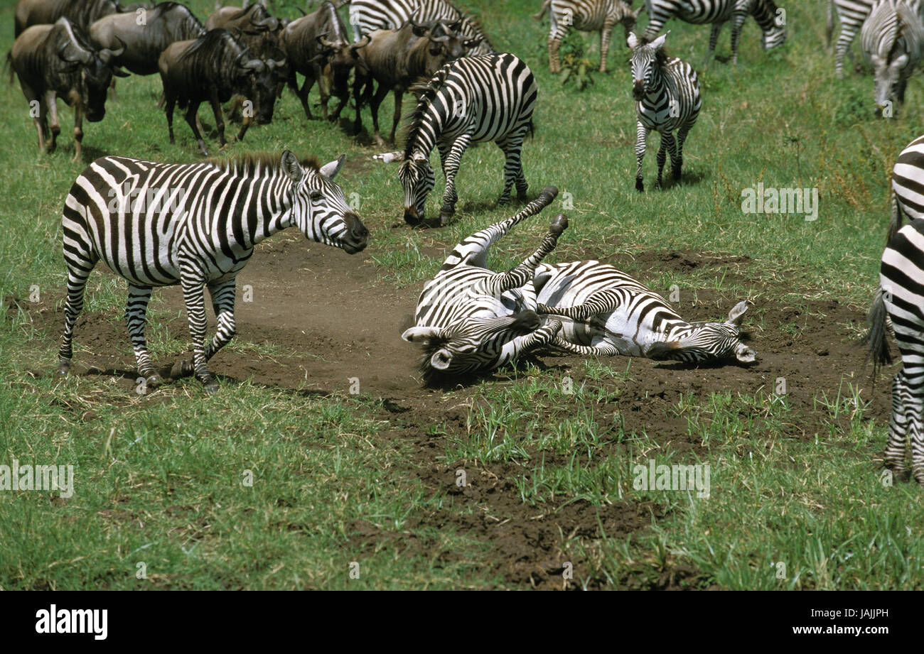 Steppe Zebra, paar, Staub Bad, Kenia, Stockfoto