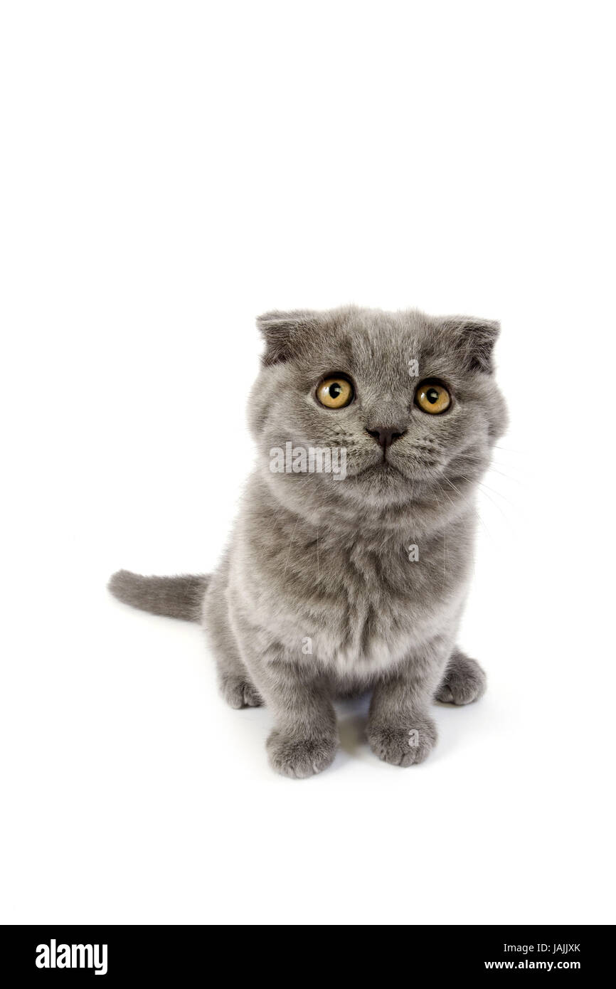 Blau, Scotish Fold Katze, 2 Monate altes Kätzchen, weißer Hintergrund, Stockfoto