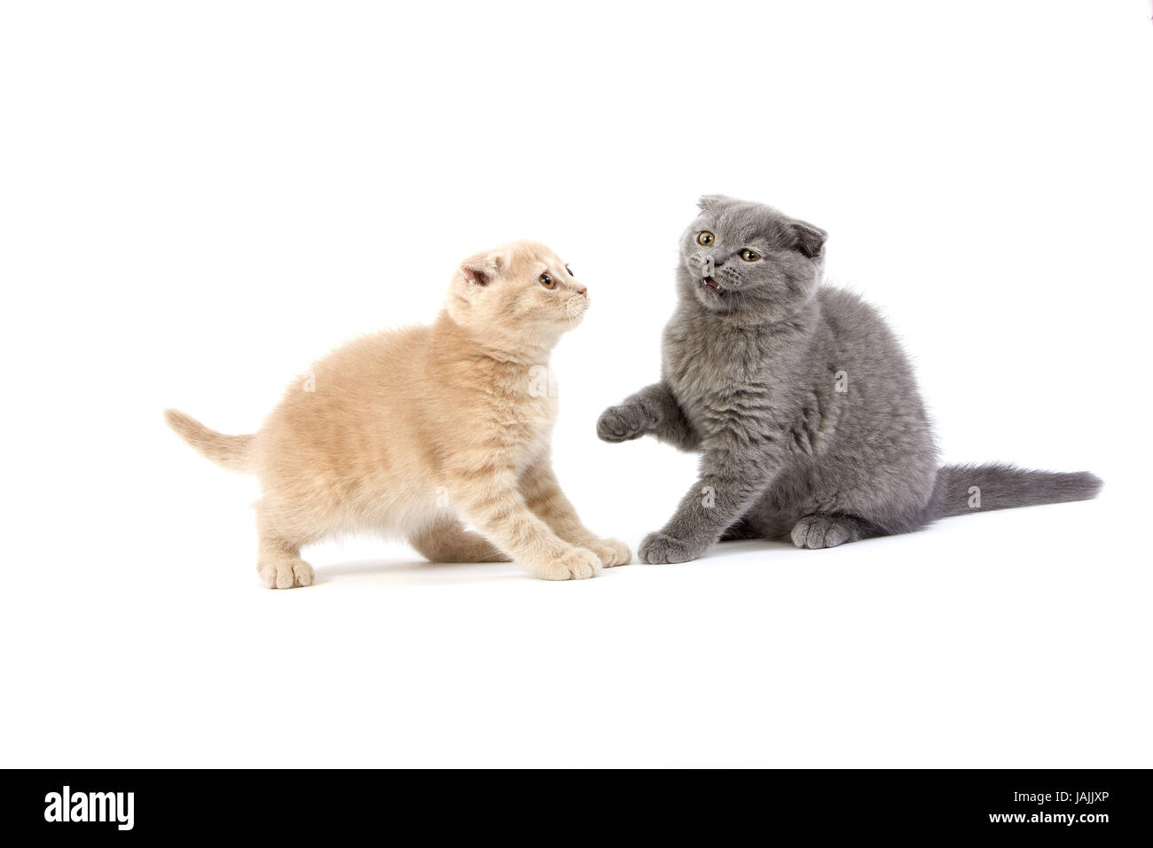 Cremefarbene und blauen Scotish Fold Katzen, 2 Monate altes Kätzchen, weißer Hintergrund, Stockfoto