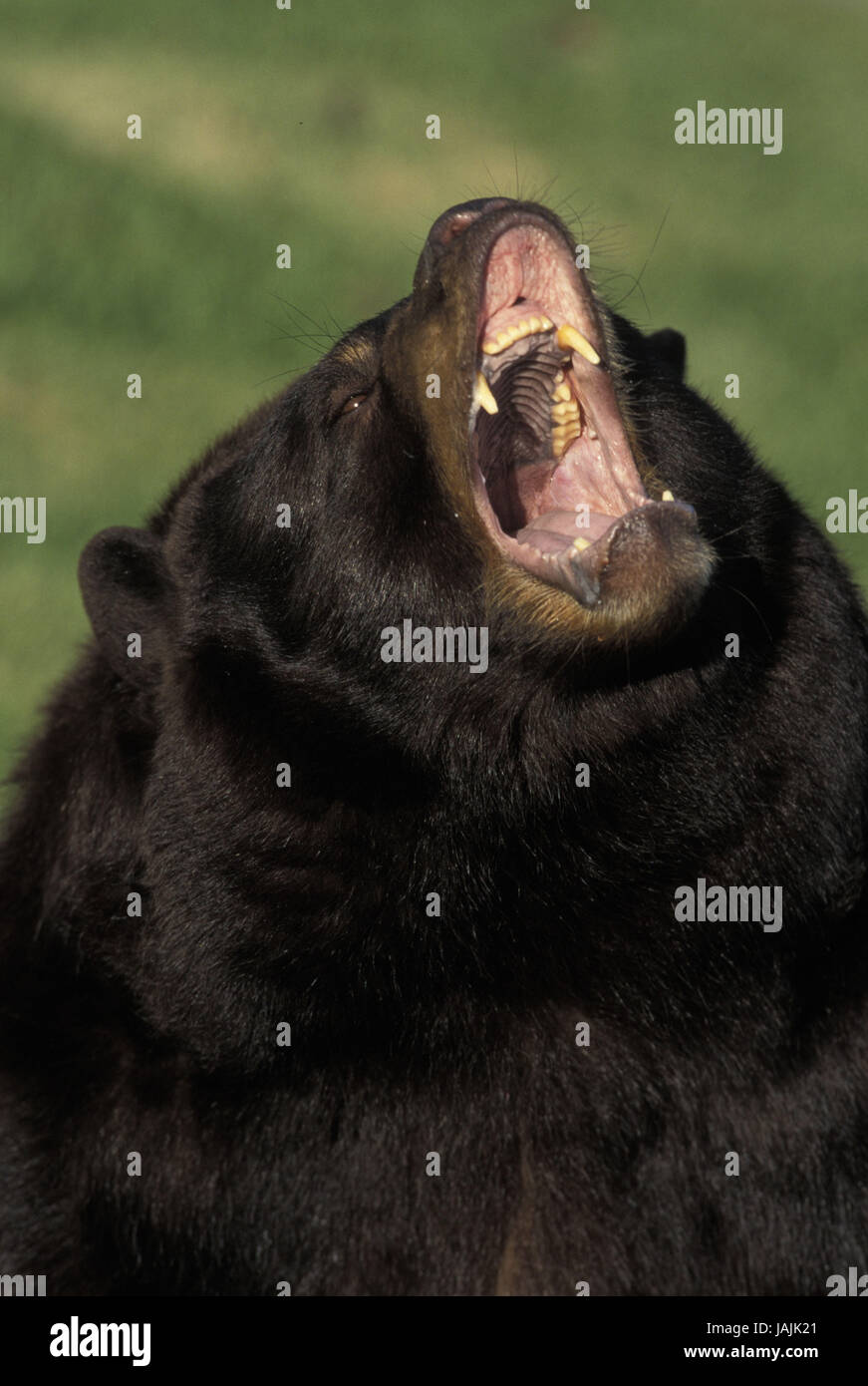 Amerikanischer Schwarzbär oder Baribal, Ursus Americanus, Porträt, öffnen Mund, Kanada, Stockfoto