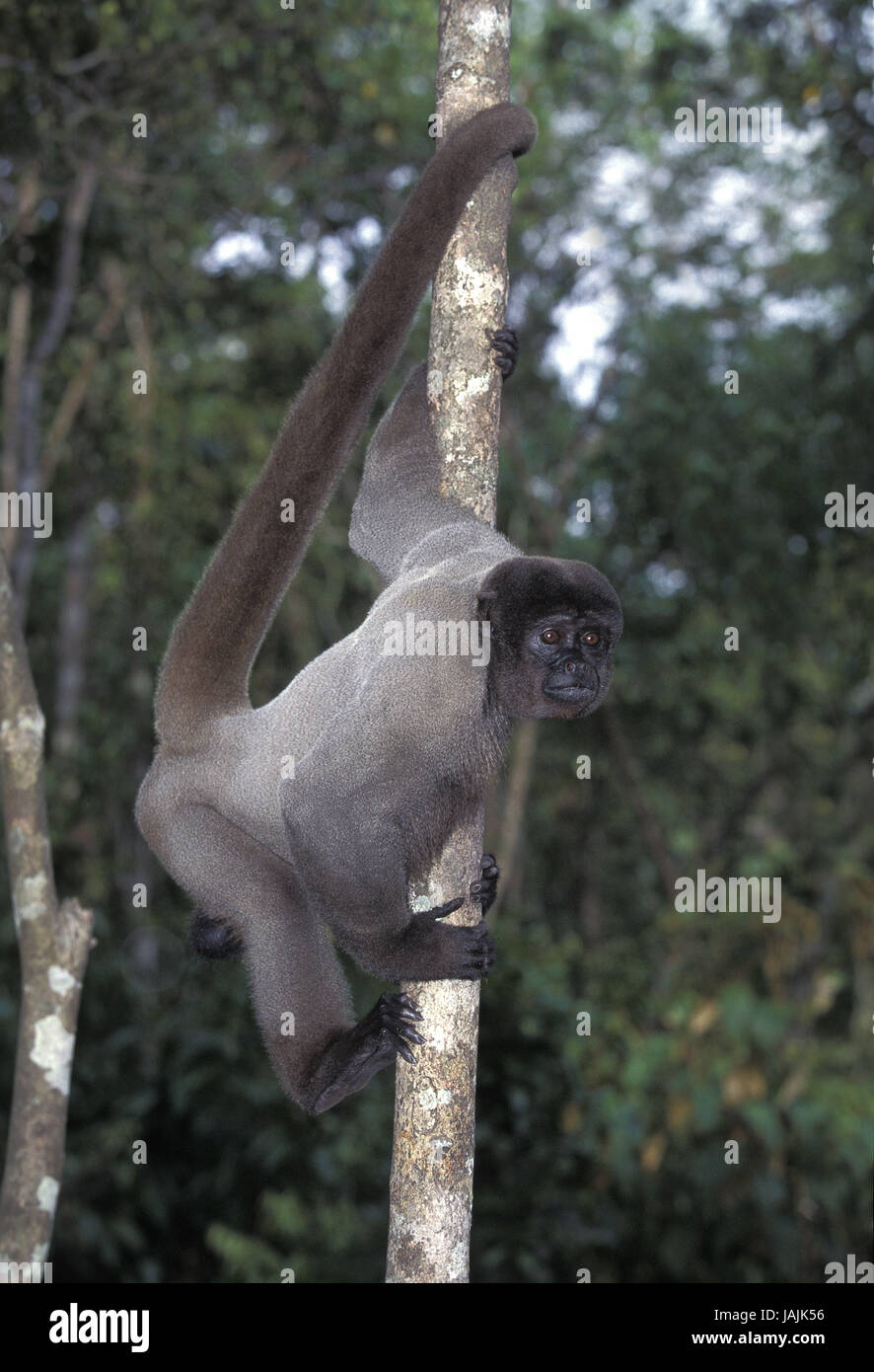 Columbischer Berg Wolle Affe, Lagothrix Lagothricha Lugens, hängen, Zweig, Stockfoto