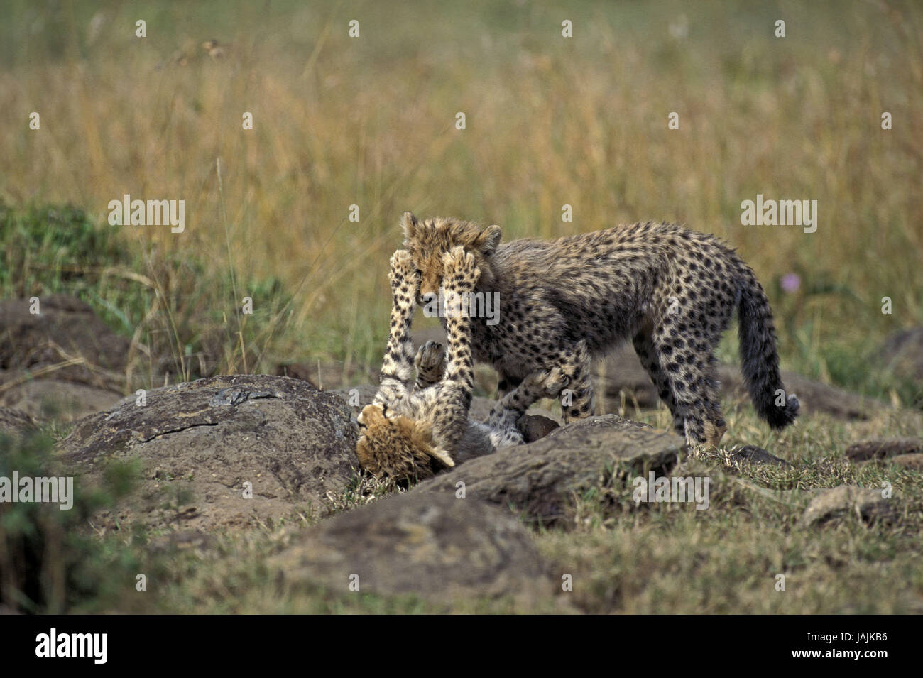 Gepard, Acinonyx Jubatus, Jungtier, spielen, Stockfoto