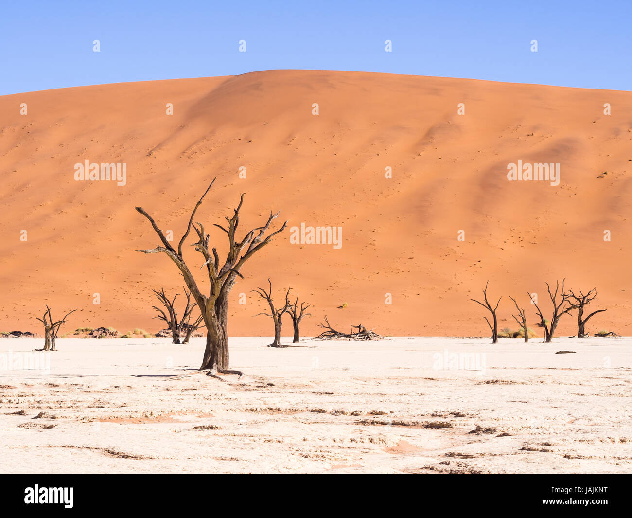 Tote Camelthorn (Acacia Erioloba) Bäume im Dead Vlei, Namib-Naukluft-Nationalpark, Namibia Stockfoto