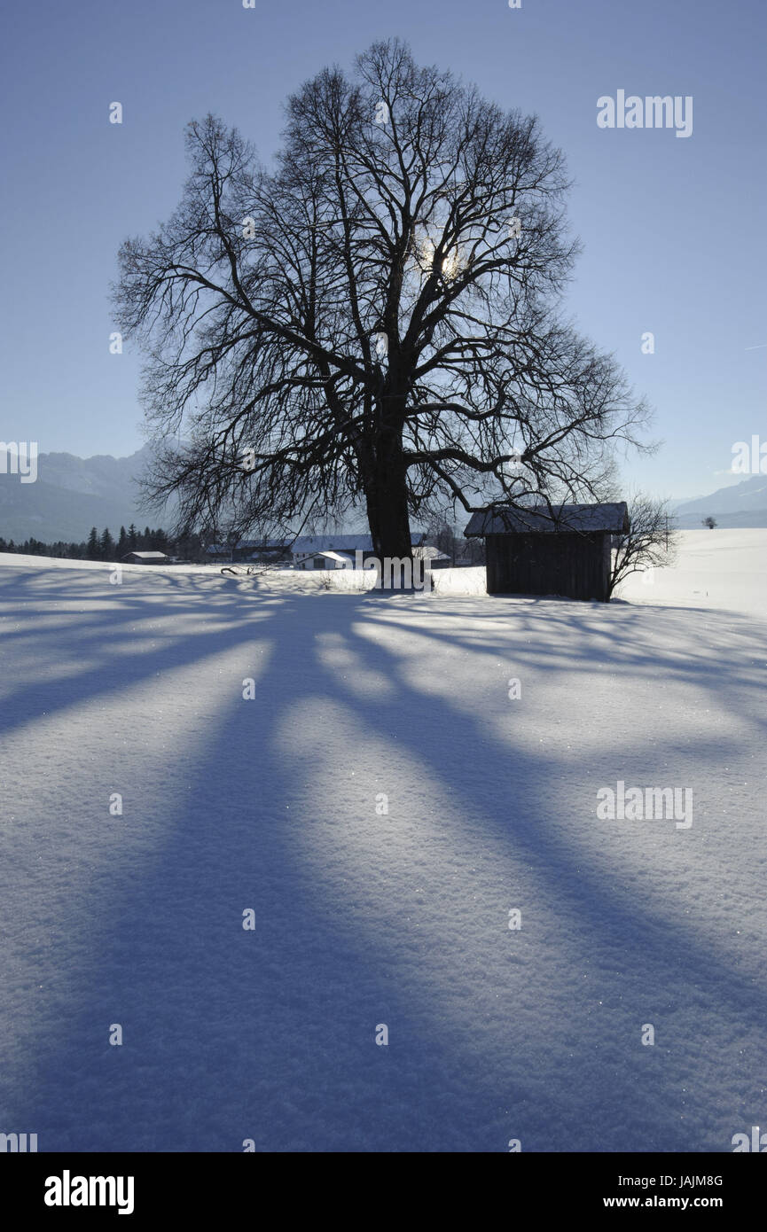 Linde im Winter, Schnee, Schatten, Allgäu, Stockfoto