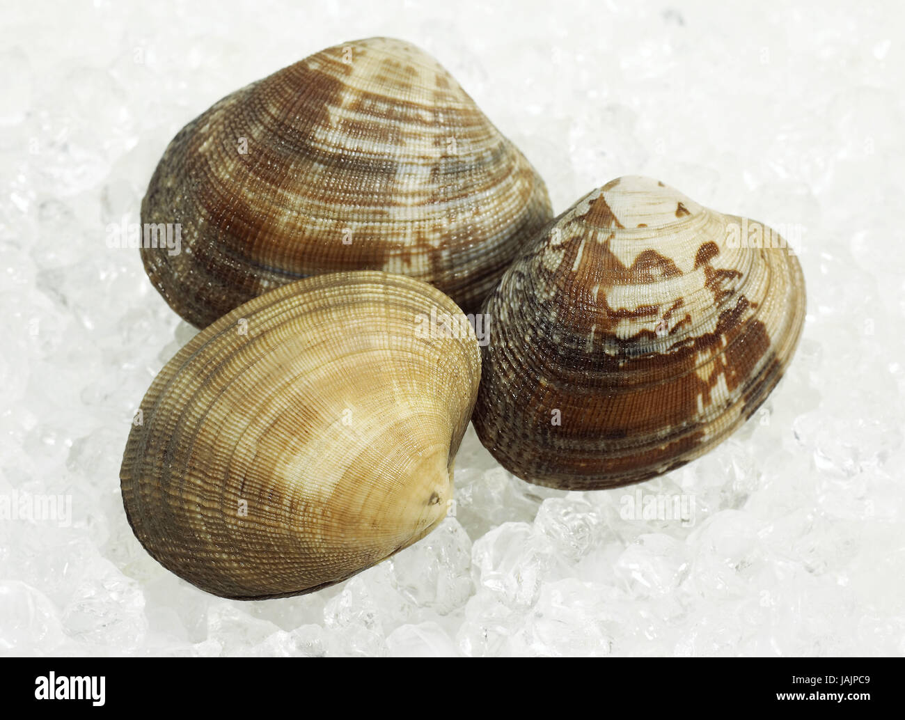 Venus Muscheln, Venerupis SP., E scharf, Stockfoto