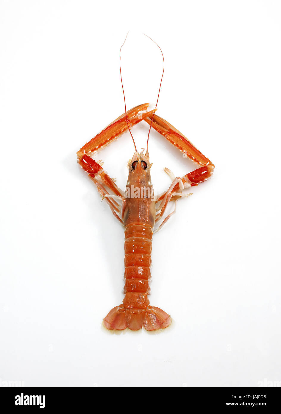 Imperial Granat, Kaisergranat-Norvegicus, auch kaiserliche Hummer, norwegischer Hummer oder schlanke Hummer, weißer Hintergrund, Stockfoto