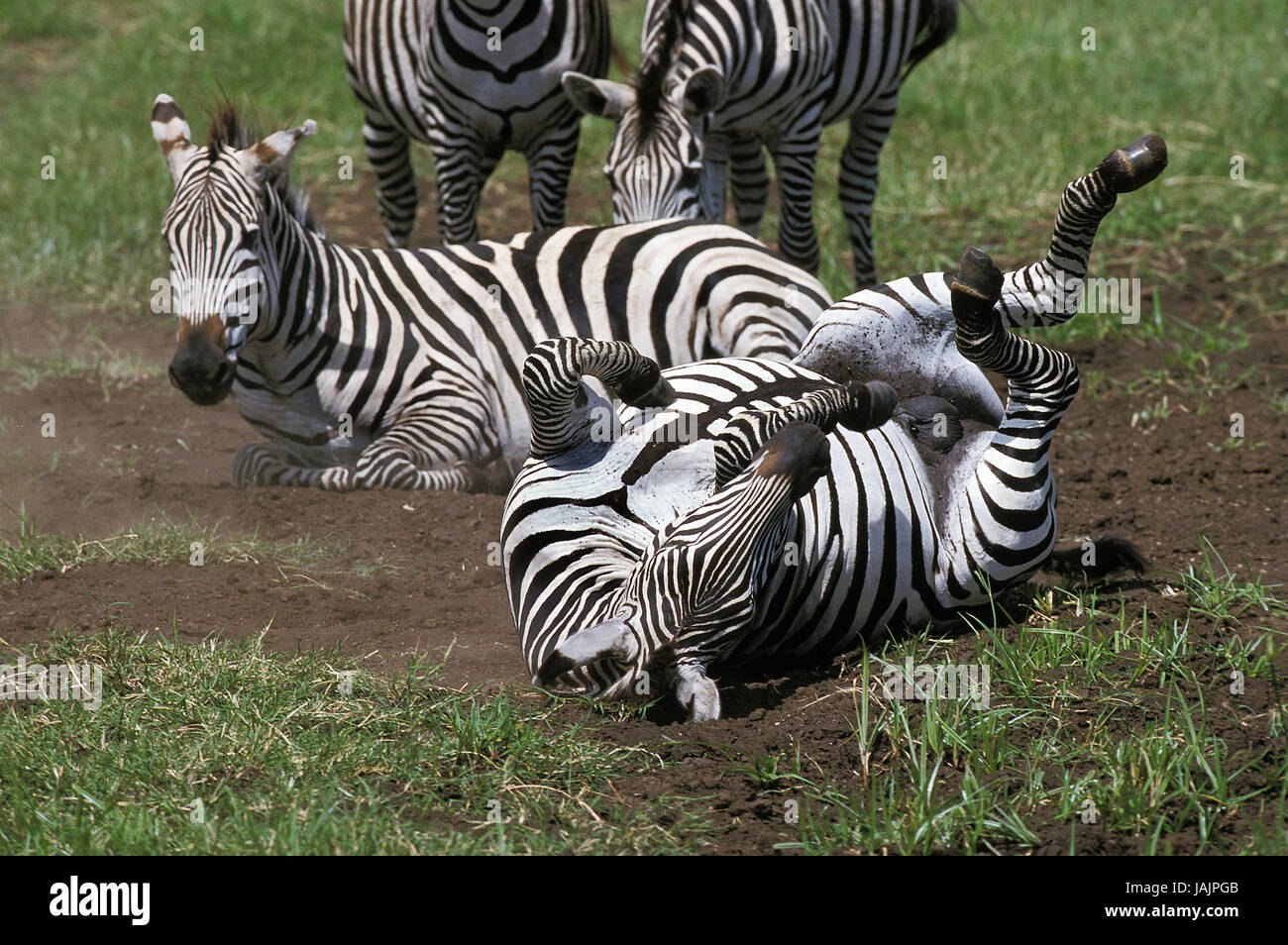Steppe Zebra, ausgewachsene Tiere, Staub Bad, Kenia, Stockfoto