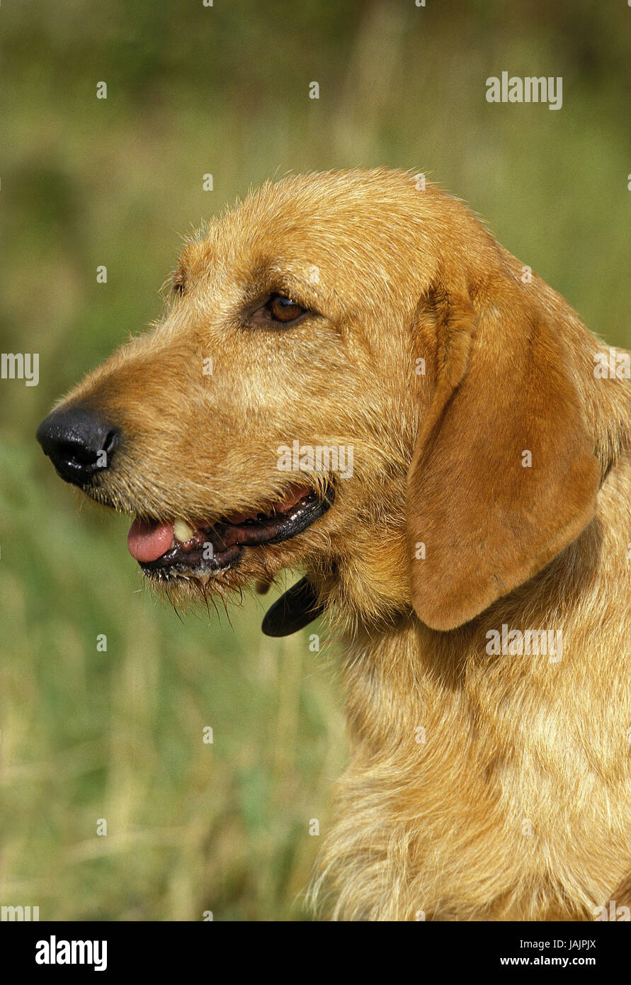 Steirische Rauhhaarbracke oder Fawn Brittany Griffon, Porträt, Stockfoto