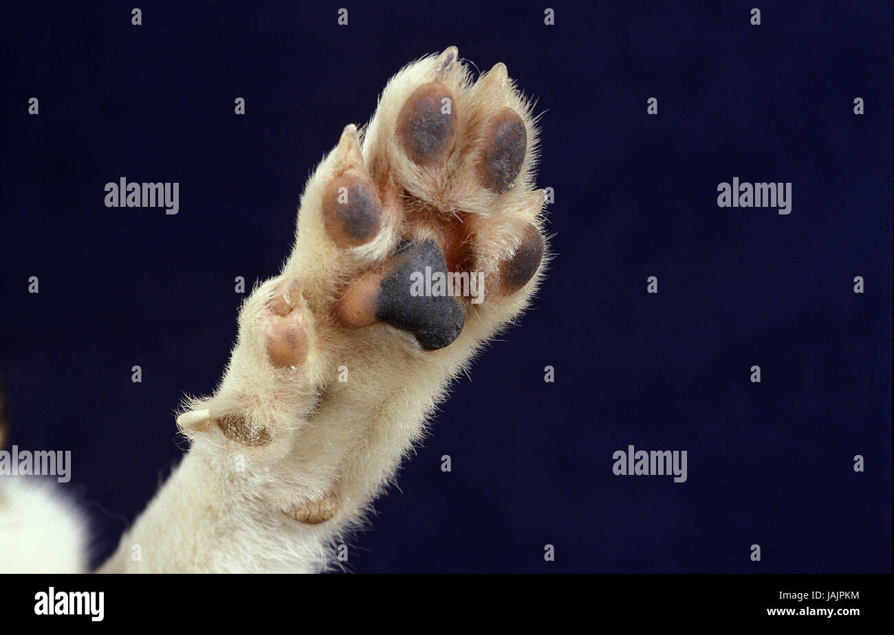 Norwegischer Lundehund, mittlere Close-Up, Pfote, Stockfoto