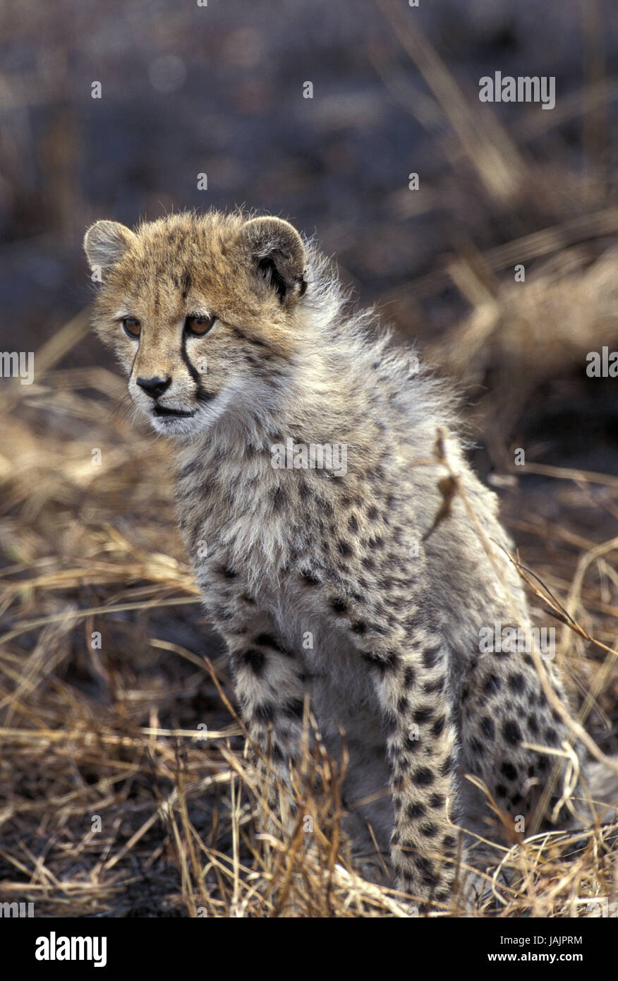 Gepard, Acinonyx Jubatus, Jungtier, Masai Mara Park, Kenia, Stockfoto