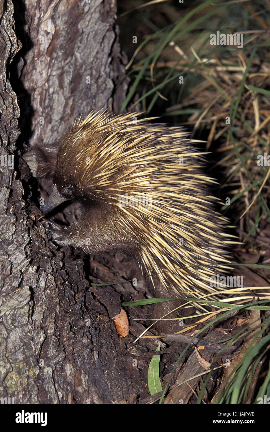 Kurzen Schnabel Igel, Tachyglossus Aculeatus, Futter suchen, Australien, Stockfoto