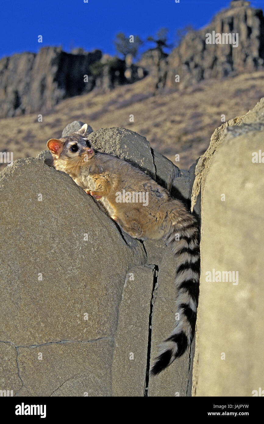 Nordamerikanische Katze Frettchen, Bassariscus Astutus, Felsen, Monatana, Stockfoto