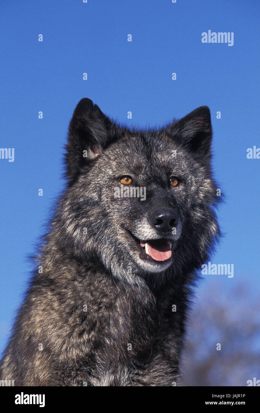 Mackenzie Tundra Wolf, Canis Lupus Mackenzii, Porträt, Kanada, Stockfoto