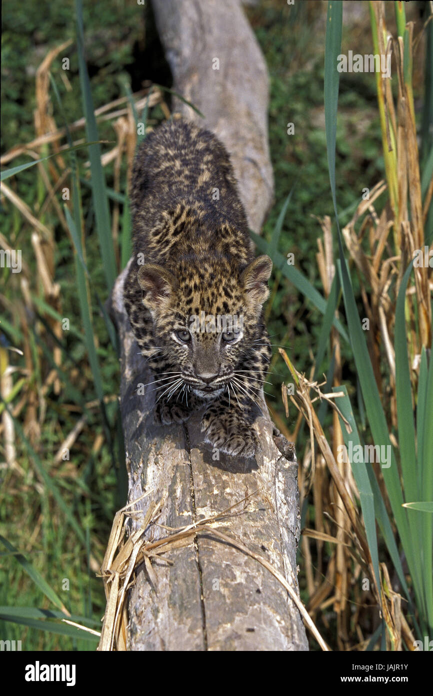 Leopard, Panthera Pardus, Jungtier, Stamm, Stockfoto