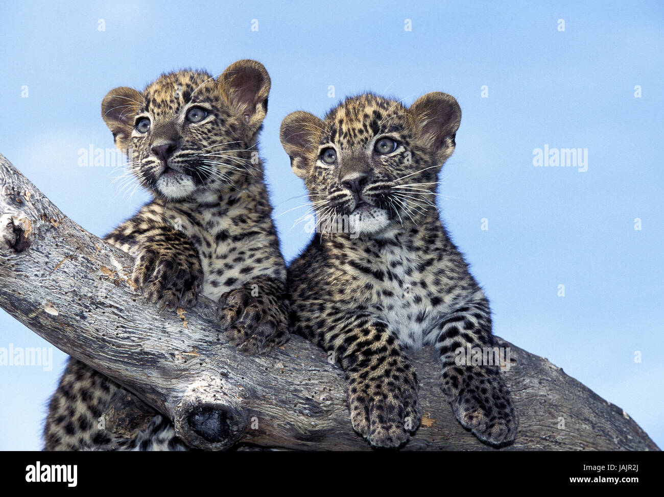 Leopard, Panthera Pardus, Porträt, Jungtier, Stamm, Stockfoto