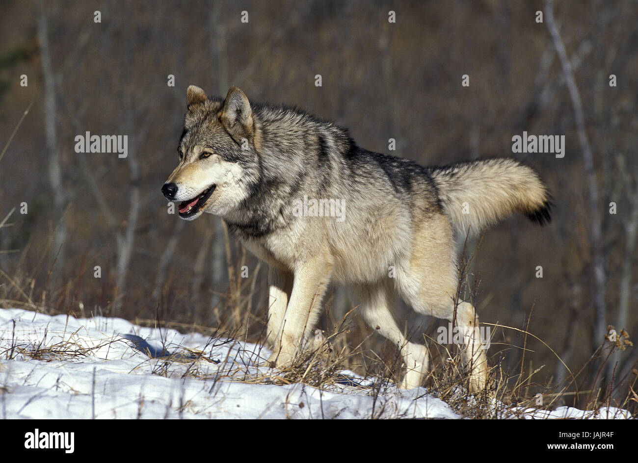 Mackenzie Wolf, Canis Lupus Occidentalis, Schnee, Kanada, Stockfoto