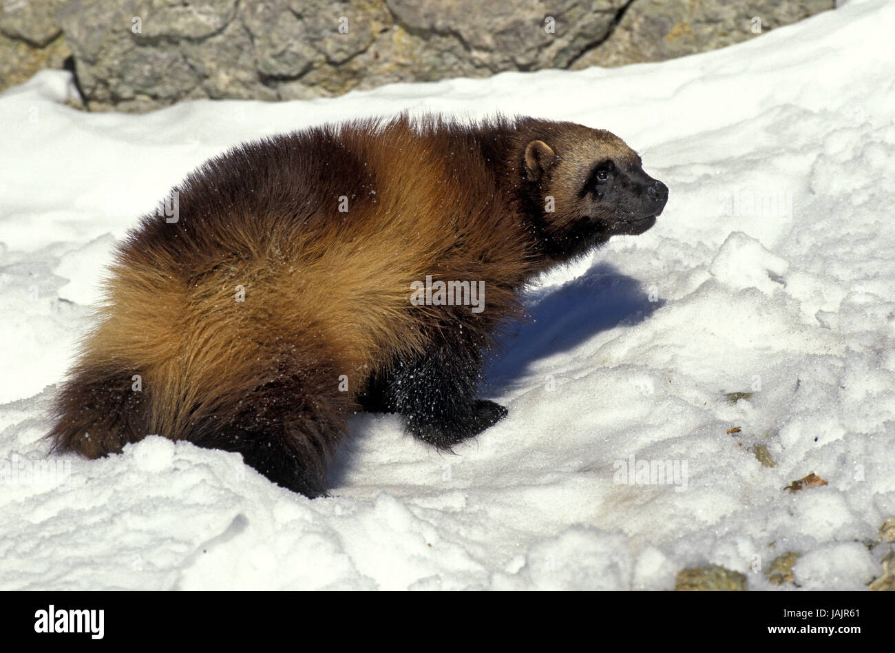 Nordamerikanische Wolverine, Gulo Gulo Luscus, Schnee, Kanada, Stockfoto