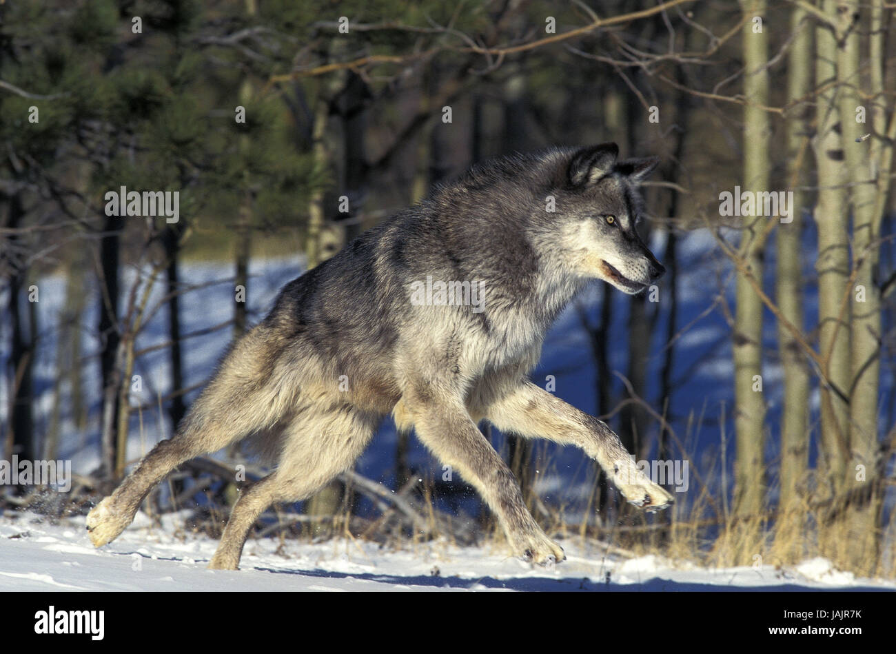 Mackenzie Wolf, Canis Lupus Occidentalis, run, Kanada, Stockfoto