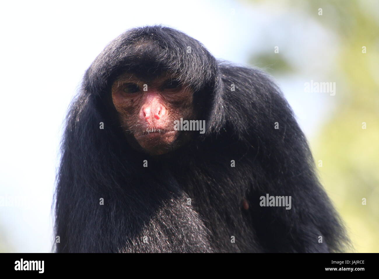 South American Red konfrontiert schwarz Klammeraffe (Ateles Paniscus) aka Guayana Klammeraffe. Stockfoto
