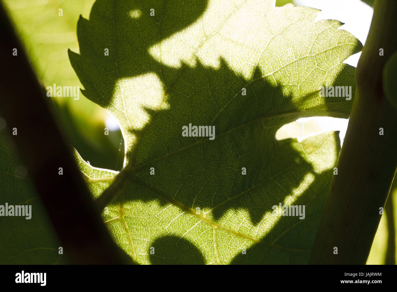 Weinblätter, Licht, Schatten, Nahaufnahme, Stockfoto