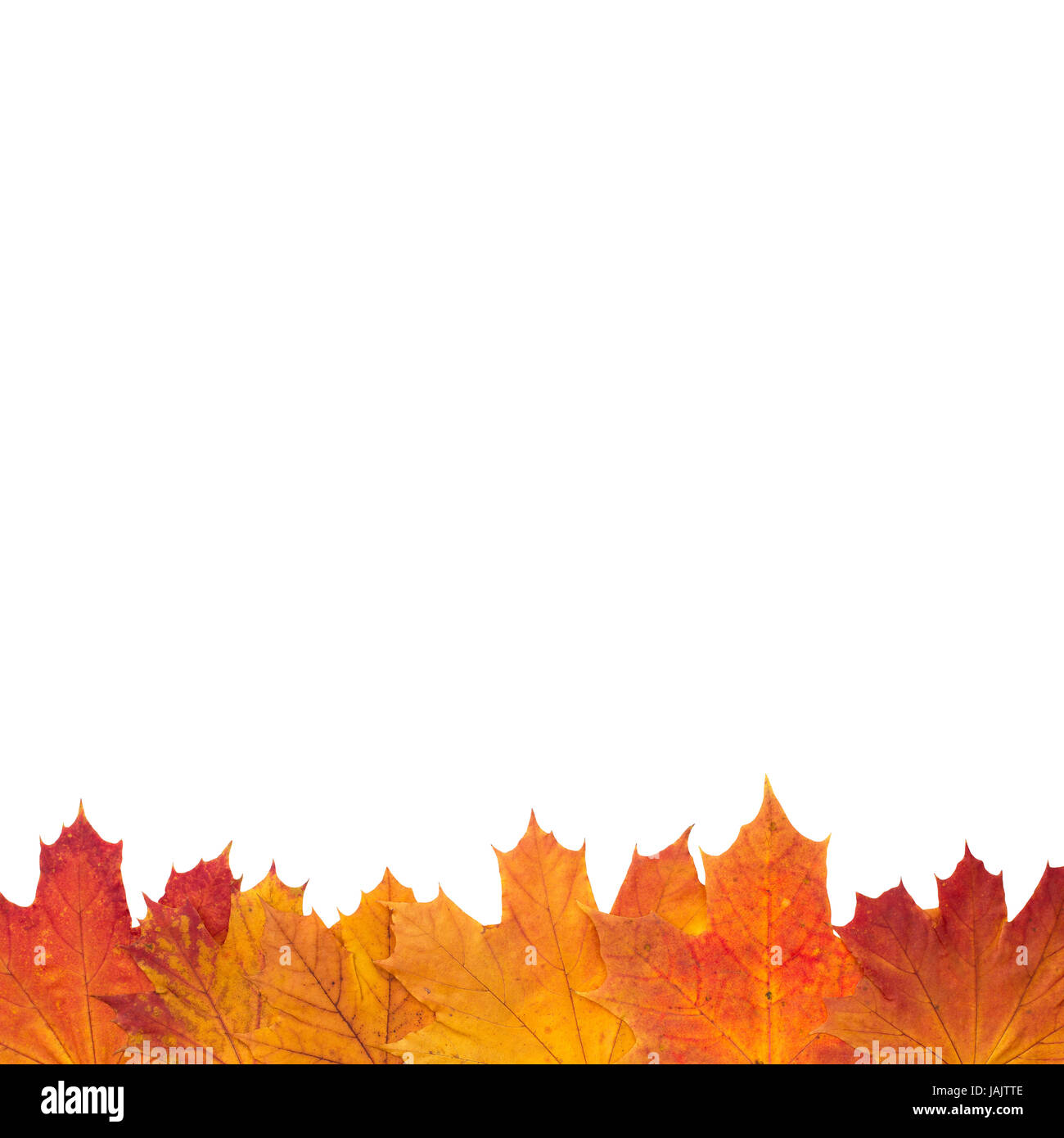 Herbstlaub - Weißer Hintergrund Stockfoto