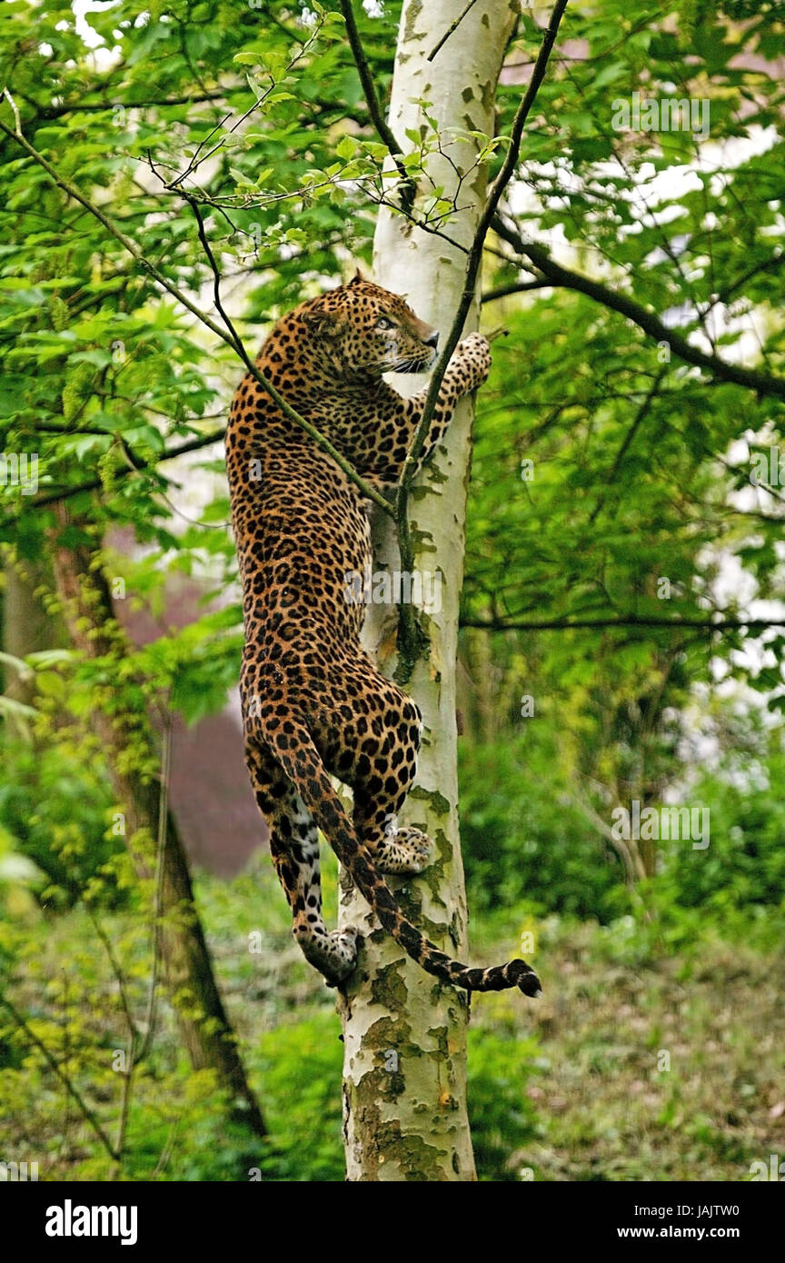 Sri Lanka Leoparden Panthera Pardus Kotiya, Kofferraum, Klettern, Stockfoto
