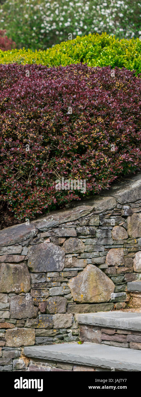 ein Sortiment von Pflanzen und einer Steinmauer Stockfoto