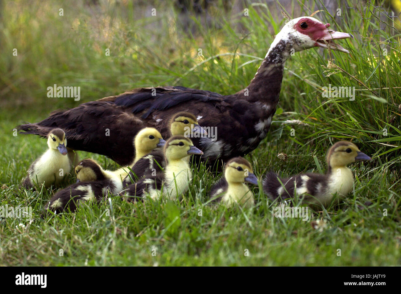 Cairina Moschata, Moschus-Ente, Weibchen mit Küken, Stockfoto