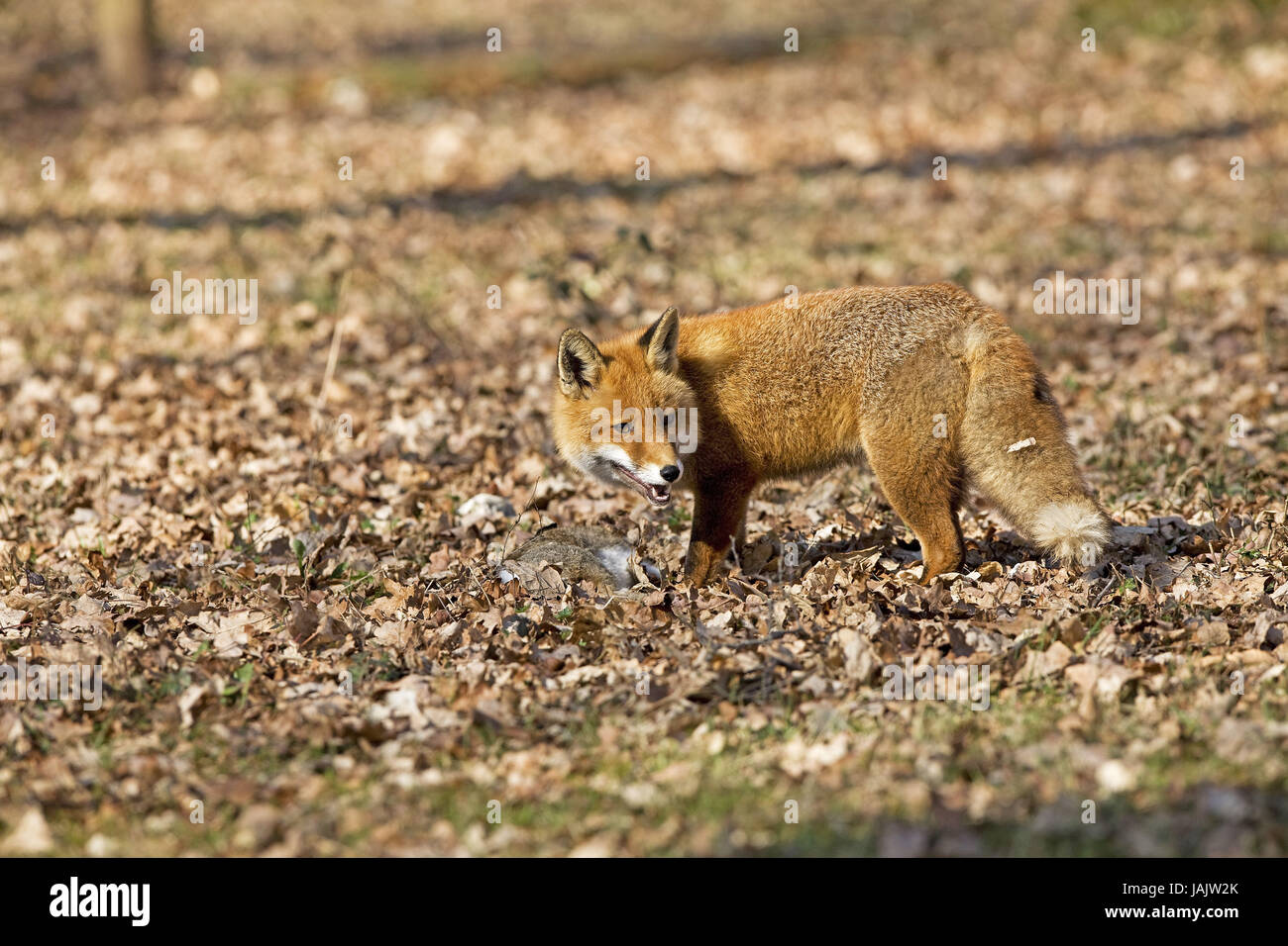 Rotfuchs Vulpes Vulpes, kleine Männer, Beute, Hase, Stockfoto